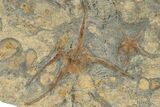 Wide Slab Of Fossil Brittle Stars & Corals #234625-1